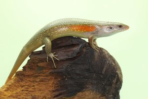 Mabuja východní (Eutropis (Mabuya) multifasciata) – I Wayan Sumatika / Shutterstock