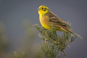 Strnad obecný (Emberiza citrinella) – J.M.Abarca / Shutterstock