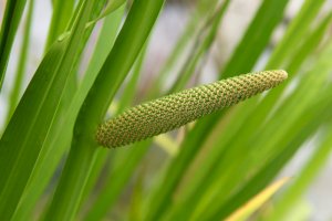 Puškvorec obecný (Acorus calamus) – Volodymyr Nikitenko / Shutterstock