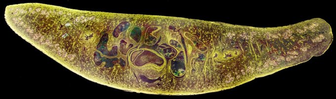 Motolice jaterní (Fasciola hepatica) – Kateryna Kon / Shutterstock