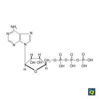 Adenosintrifosfát, 2D strukturní vzorec – CoJeCo.cz (CC BY-SA 4.0)