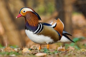 Kachnička mandarínská (Aix galericulata) – Artur Bociarski / Shutterstock