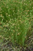 Sítina rozkladitá (Juncus effusus) – tamu1500 / Shutterstock