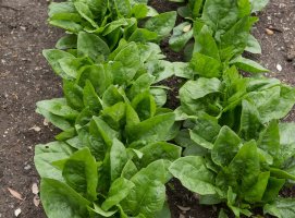 Pěstování špenátu – špenát setý zelný (Spinacia oleracea) – Peter Turner Photography / Shutterstock