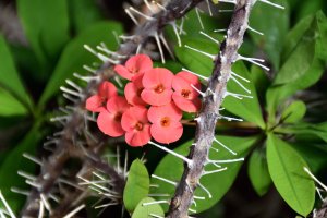 Pryšec zářivý (Euphorbia splendens) – A. Strode / Shutterstock