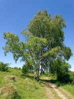 Bříza bělokorá (Betula pendula) – Martin Fowler / Shutterstock