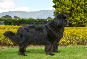 Novofundlandský pes – Ric Photography / Shutterstock