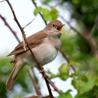 Slavík obecný (Luscinia megarhynchos) – bearacreative / Shutterstock
