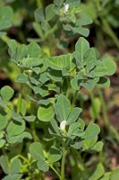 Pískavice řecké seno (Trigonella foenum-graecum) – yogesh_more / Shutterstock
