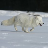 Pesec, liška polární (Alopex lagopus) – Erni / Shutterstock