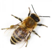 Včela medonosná, dělnice – xpixel / Shutterstock