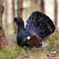 Tetřev hlušec (Tetrao urogallus), samec – David Kalosson / Shutterstock