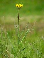 Kozí brada východní (Tragopogon orientalis) – Luka Hercigonja / Shutterstock