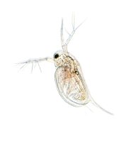 Perloočka hrotnatka (Daphnia) z podtřídy lupenonožci, pod mikroskopem – 3d_vicka / Shutterstock