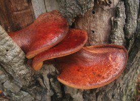 Pstřeň dubový (Fistulina hepatica) – Jukka Palm / Shutterstock