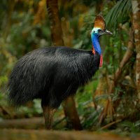 Kasuár přilbový (Casuarius casuarius) – Martin Pelanek / Shutterstock