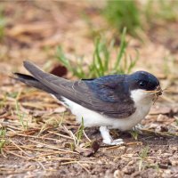 Jiřička obecná (Delichon urbicum) – flaviano fabrizi / Shutterstock