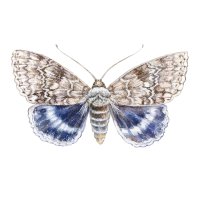 Stužkonoska modrá (Catocala fraxini) – PurpleBird18 / Depositphotos