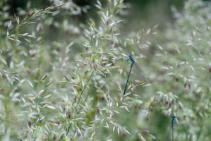 Psineček obecný (Agrostis capillaris) – aga7ta / Shutterstock