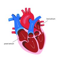 Anatomie lidského srdce, pravá a levá předsíň – Katalin Macevics / Shutterstock