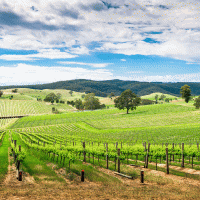 Údolí Barossa – myphotobank.com.au / Shutterstock